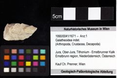 Foto (Objket + Etiketten) von Cracensigillatus acutirostrus (Moericke, 1889) 